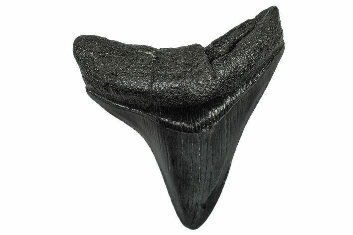 Serrated Posterior Juvenile Megalodon Tooth - South Carolina #332198